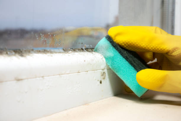 Best Mold Damage Repair  in USA